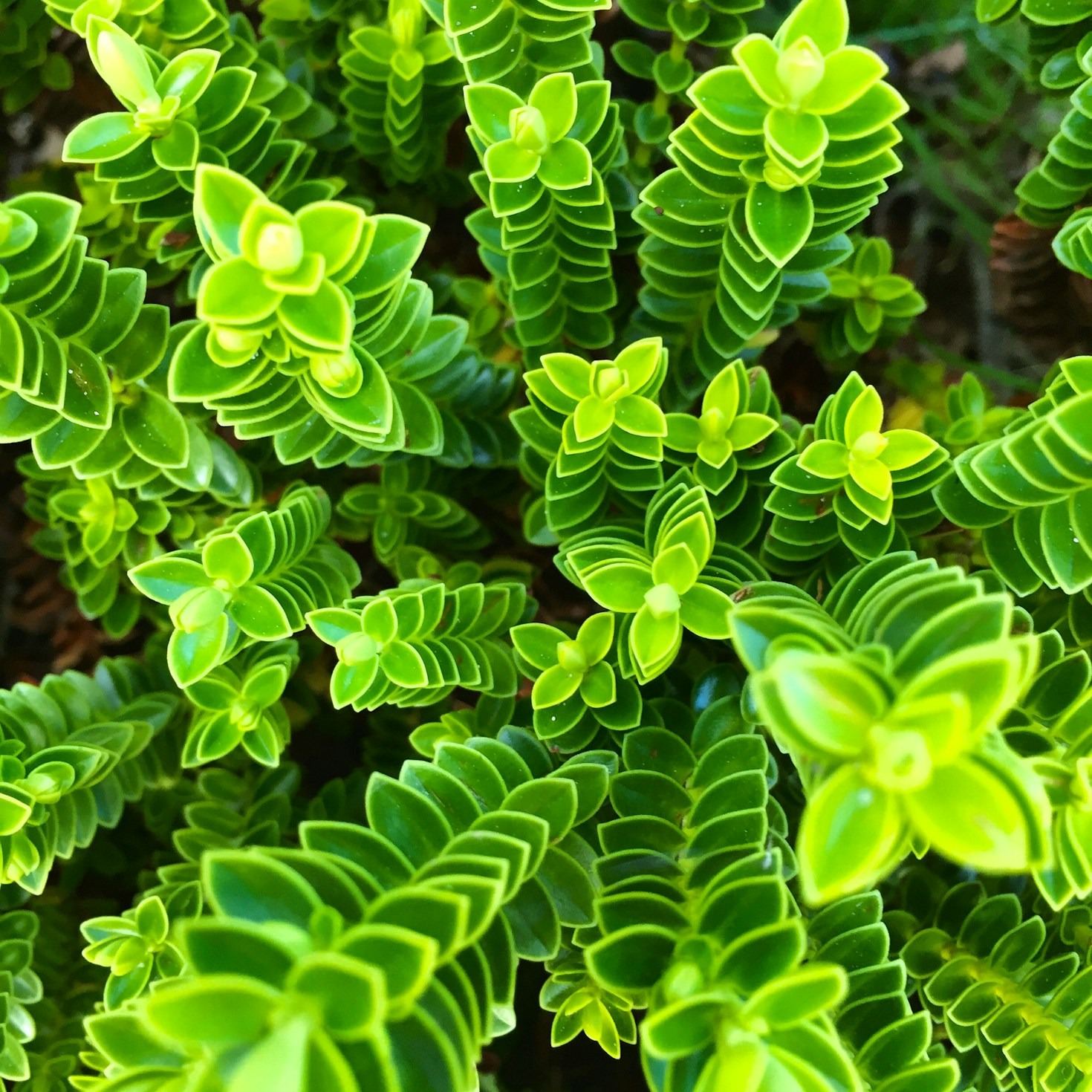 Como Estudar a Flora da Restinga de Forma Interativa
