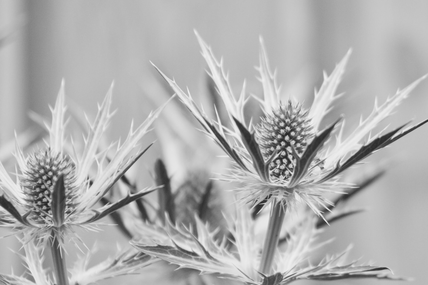 Guia de Identificação de Plantas da Restinga