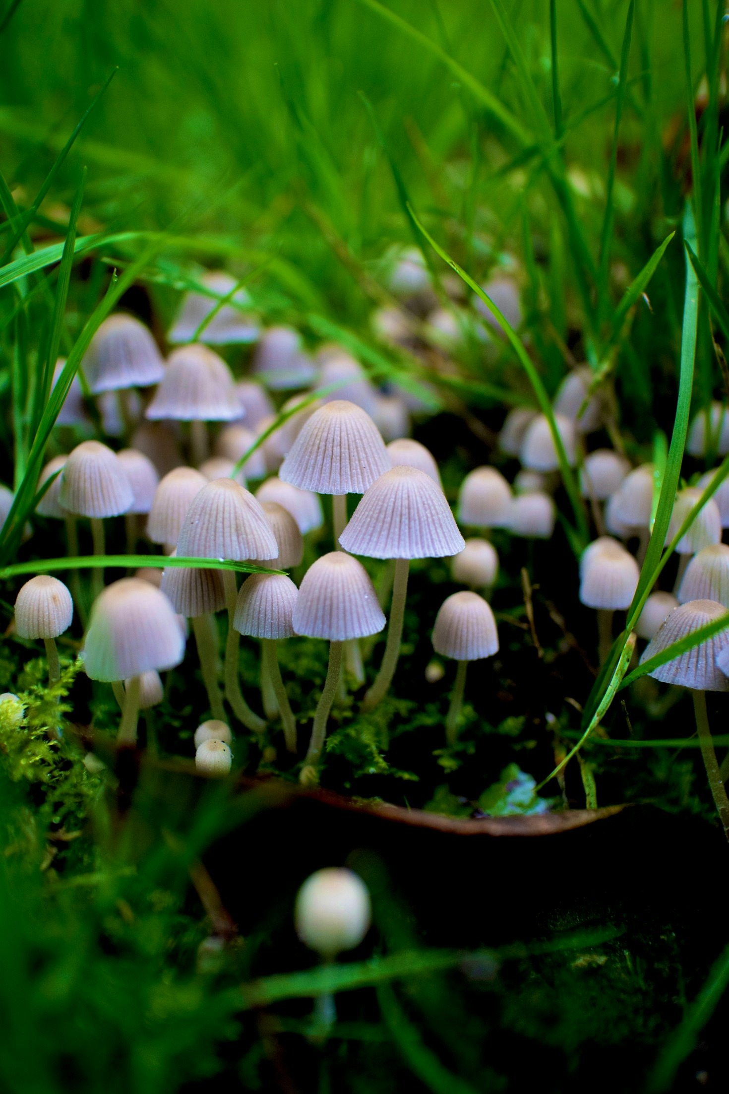 Plantas Medicinais das Restingas: Conheça Algumas